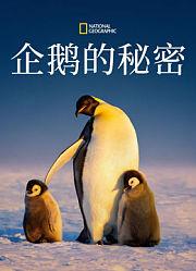企鹅的秘密中配版
