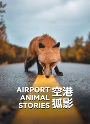 空港狐影