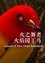 火之舞者：火焰园丁鸟