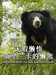 无暇懒惰-斯里兰卡的懒熊