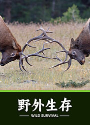 野外生存