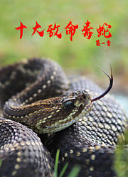 十大致命毒蛇第1季