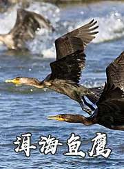 洱海鱼鹰
