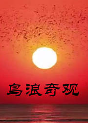 鸟浪奇观