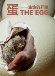 蛋——生命的开始英文版
