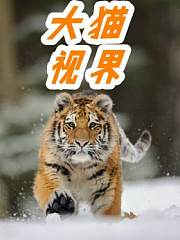 大猫视界