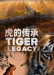 虎的传承