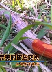 玉米蛇完美的皮肤交换，一次蜕皮就是一次成长