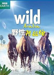 野性阿拉伯