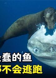 万物有光，动物科普