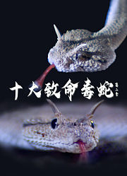 十大致命毒蛇第2季配音版