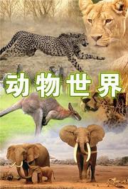 动物世界2019