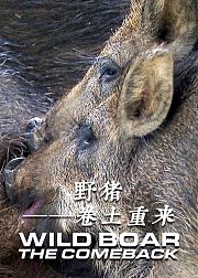 野猪——卷土重来