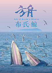 方舟布氏鲸