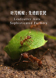 叶刀蚂蚁：先进的农民