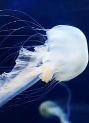 水母：世纪造物