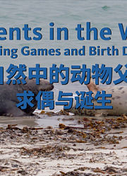 大自然中的动物父母