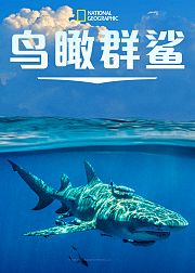 鸟瞰群鲨