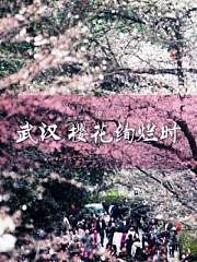 武汉樱花绚烂时