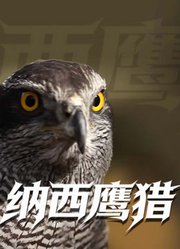 纳西鹰猎