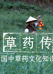 【草药传】中国首部中草药知识片，从采摘到炮制的分享
