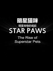 明星猫咪