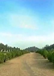大宋皇陵规模庞大，却很荒凉，当时皇家盛行“7月而葬”的习俗