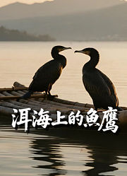 洱海上的鱼鹰
