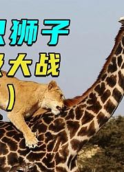 母狮为狮王接风洗尘，带着姐妹狩猎长颈鹿，排场太大了！