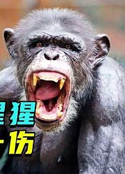 食人黑猩猩袭击游客，最终造成一死一伤，受害者披露亲身遭遇