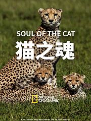猫之魂