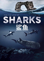 鲨鱼中文版