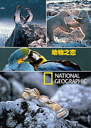 动物之恋
