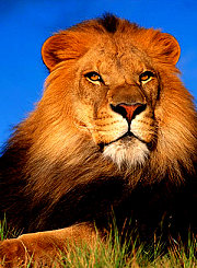 狮子的乔迁