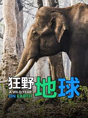 狂野地球