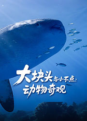 大块头与小不点：动物奇观