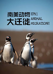 南美动物大迁徙英文版