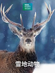 雪地动物