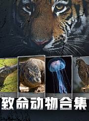 猩猩之眼