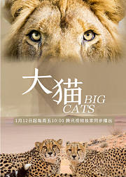 大猫OTT策划