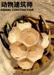 动物建筑师英文版