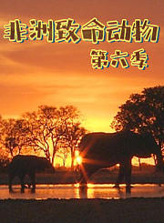 迷你波莉第3季