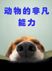 动物的非凡能力