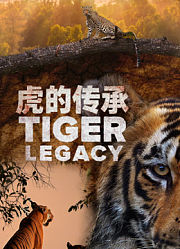 虎的传承英文版